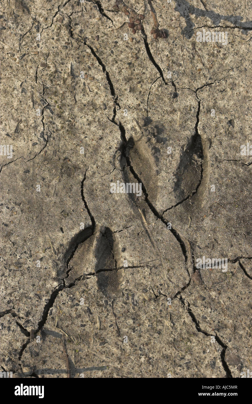 Reh (Capreolus Capreolus), Fußspuren des Rehwildes Stockfoto