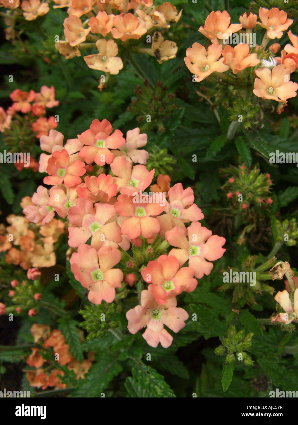 Garten-Eisenkraut (Verbena "Pfirsiche und Sahne", Eisenkraut Novalis Pfirsiche und Sahne, Verbena-Hybride), blühen Stockfoto