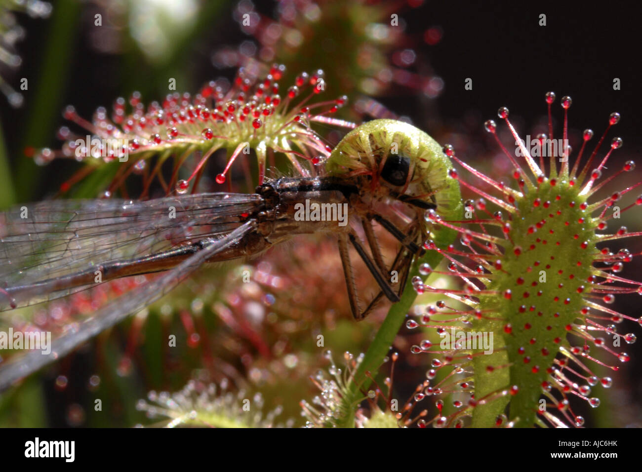 großen Sonnentau lässt englische Sonnentau (Drosera Anglica), Drüsen mit Gefangenen Insekten Stockfoto