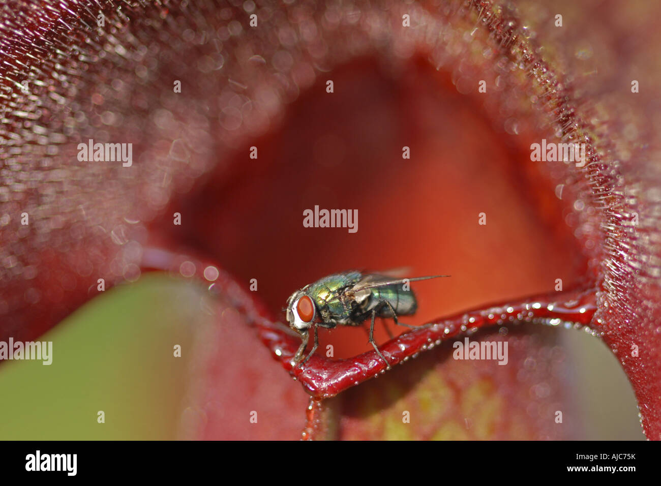 nördlichen Schlauchpflanze (Sarracenia Purpurea), Trichter Blatt, Eingang der Falle mit Fliege Stockfoto