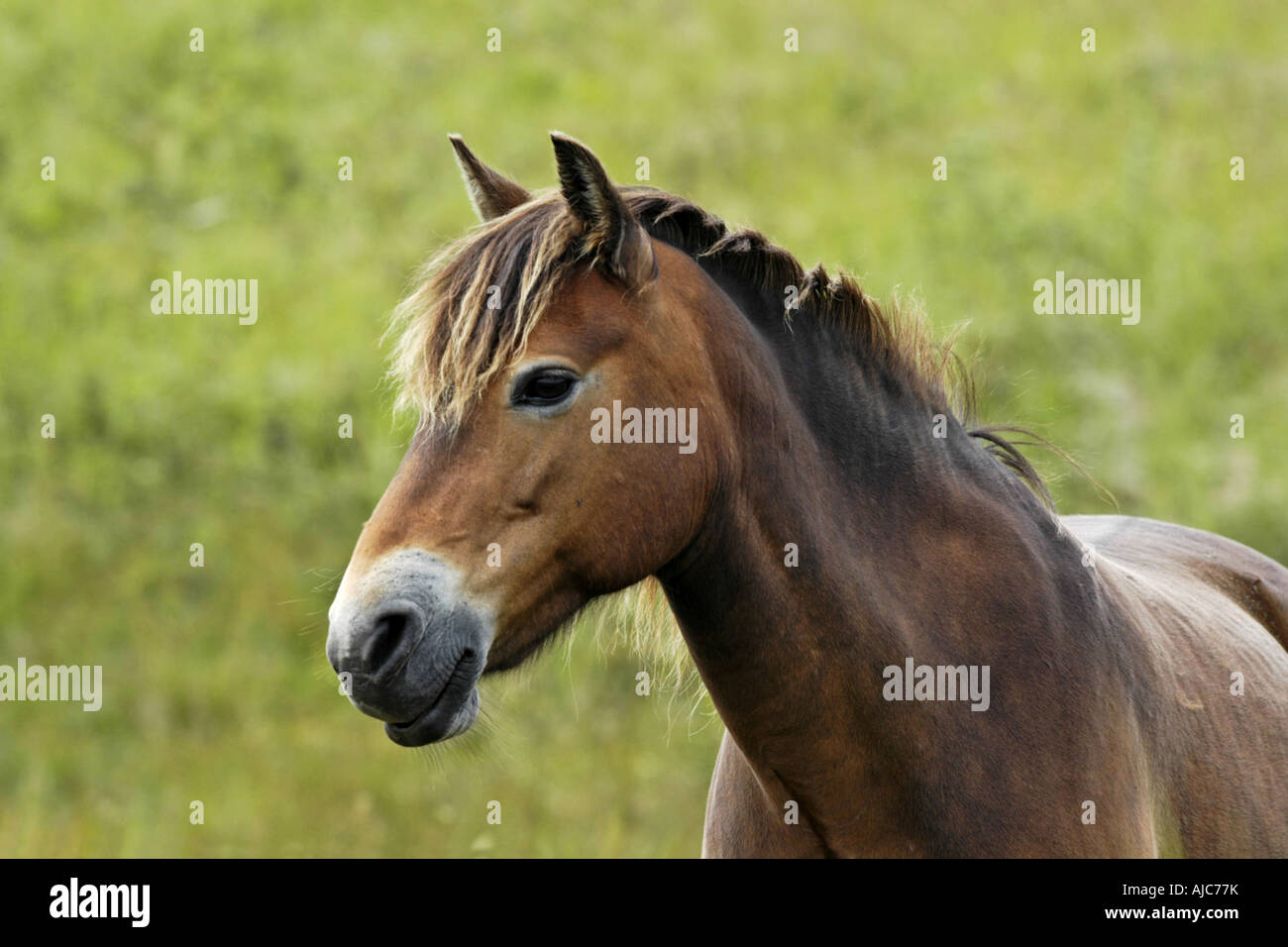 Exmoor Pony (Equus Przewalskii F. Caballus), Stute, Niederlande, Texel Stockfoto