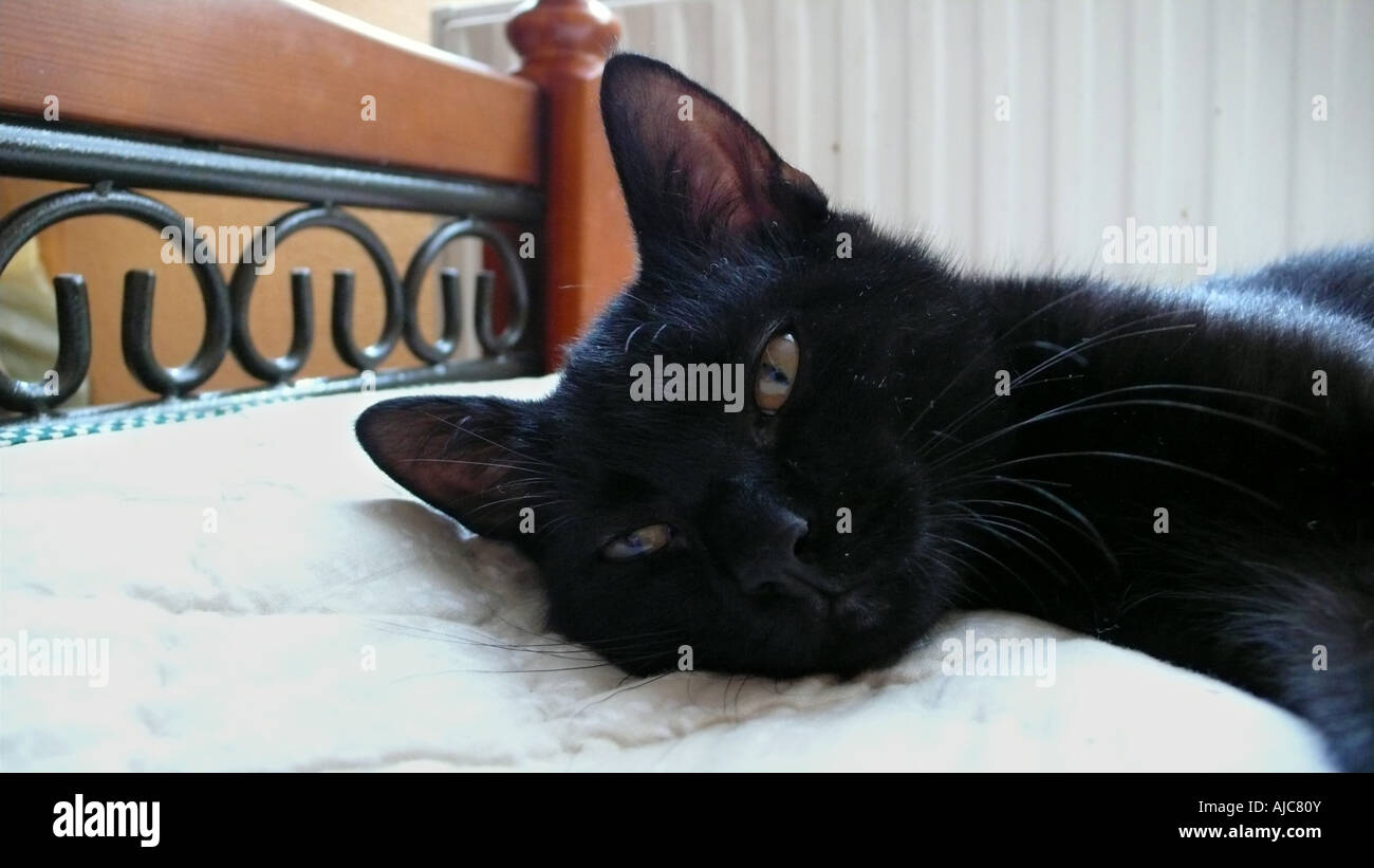 Hauskatze, Hauskatze (Felis Silvestris F. Catus) auf Bett liegend Stockfoto