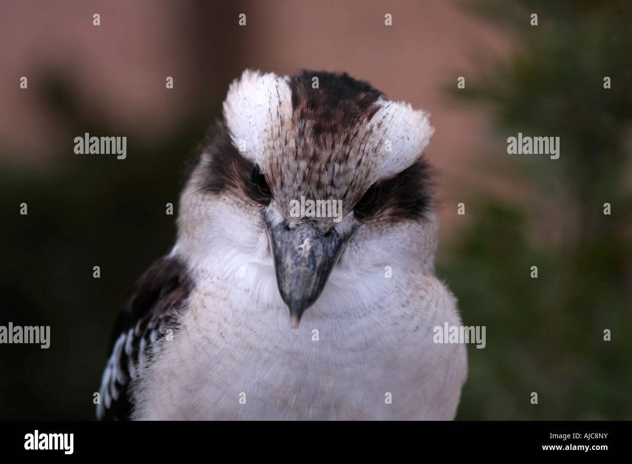 Porträt eines einzigen Lachenden Kookaburra (Dacelo novaeguineae) Stockfoto