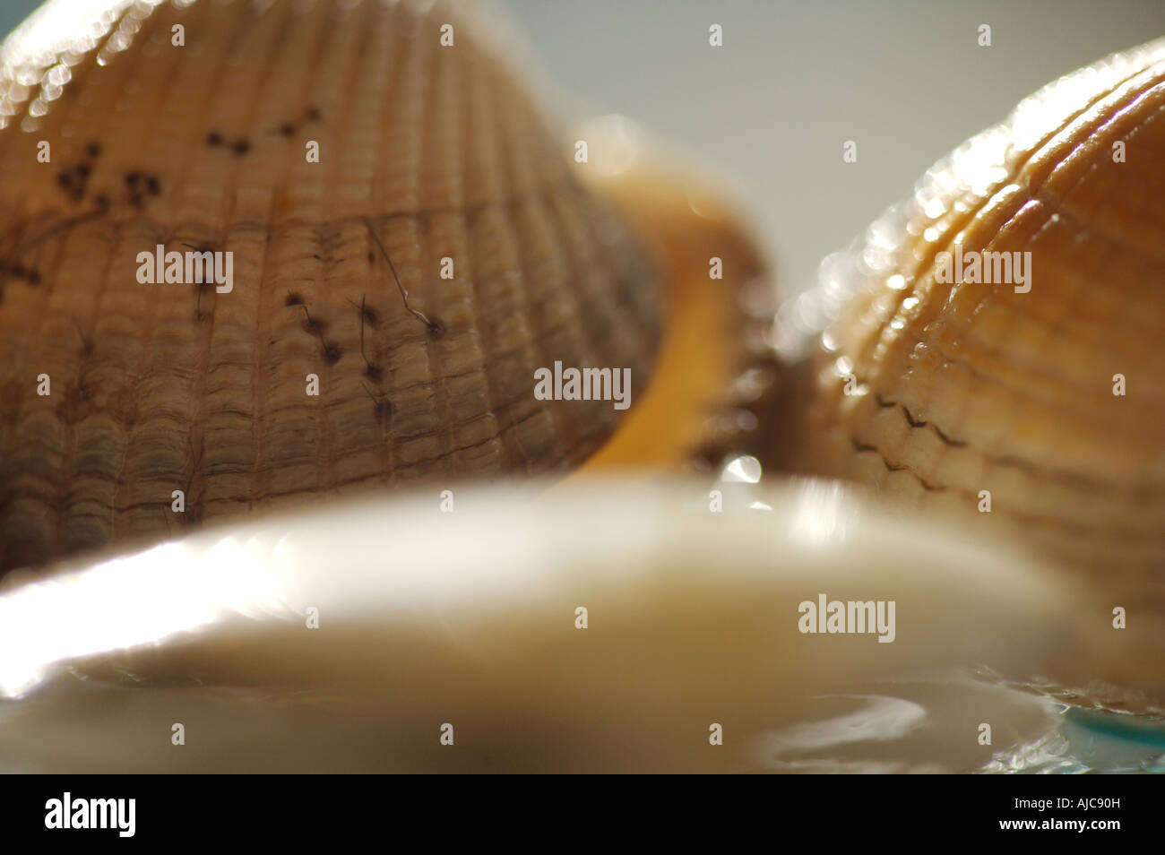 Muscheln mit einer geringen Tiefenschärfe Stockfoto