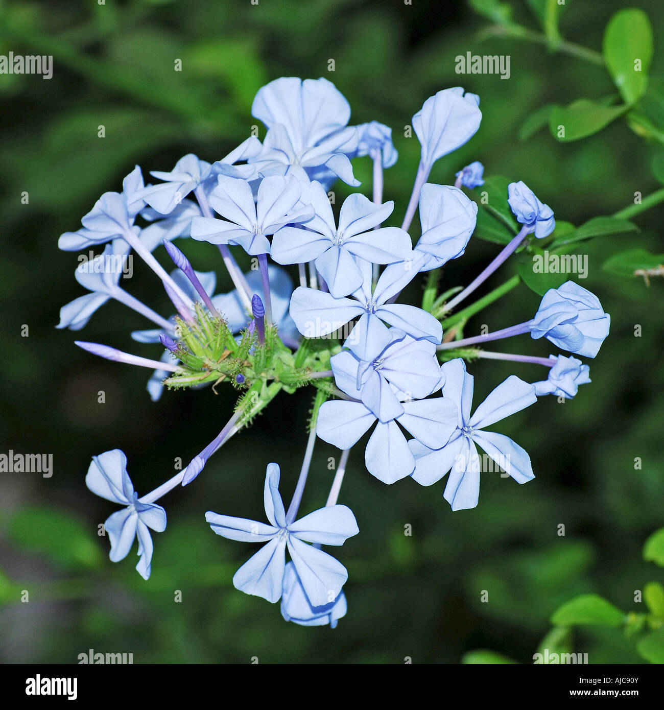 Plumbago Auriculata Sy Plumbago Capensis. Cape Leadwort Stockfoto