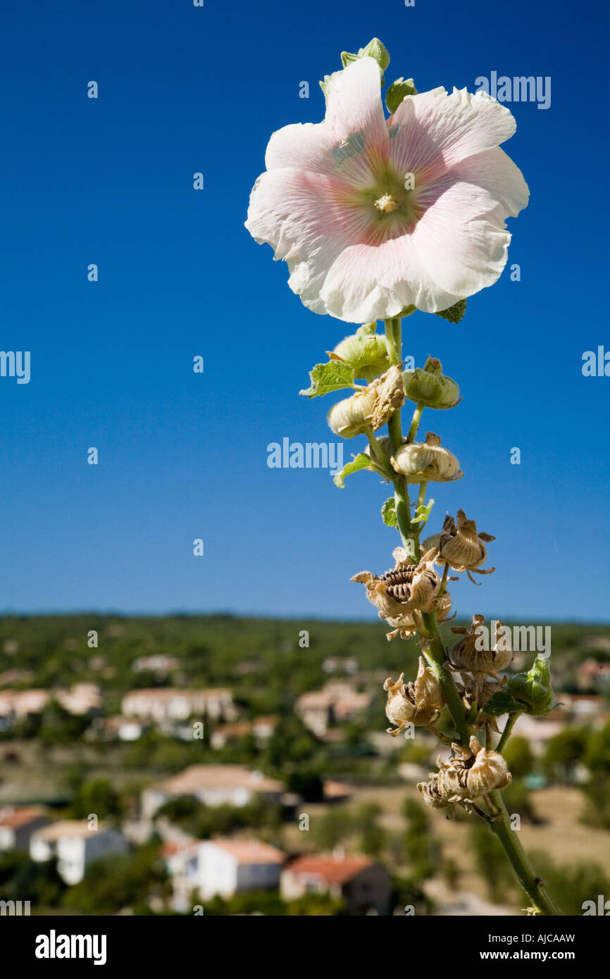 Leichte rosa Blume Malve mit Blick auf Dorf Stockfoto