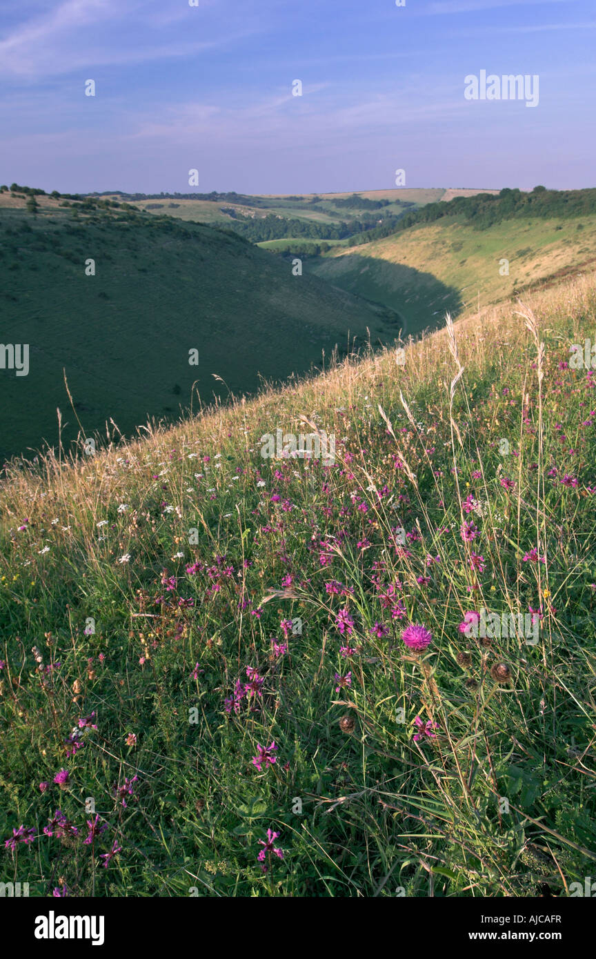 Wilde Blumen wachsen auf Devil s Dyke Sussex England Sommer Stockfoto