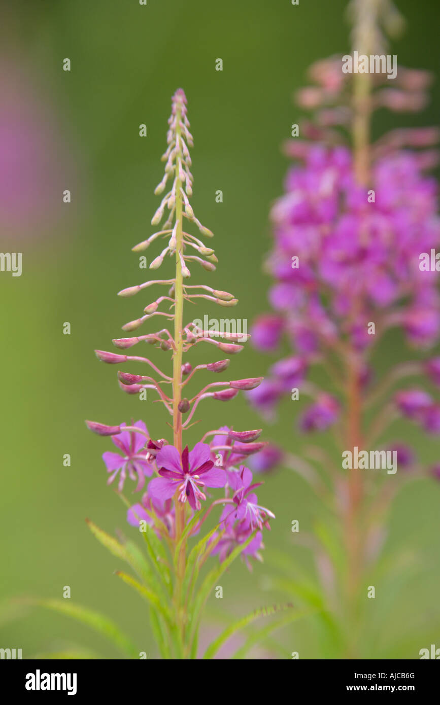 Rosebay Weidenröschen Hintergrundbeleuchtung Millers Dale Derbyshire Juli Stockfoto