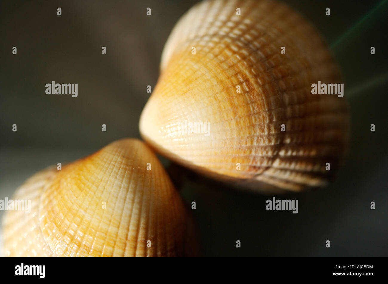 Muscheln mit einer geringen Tiefenschärfe Stockfoto