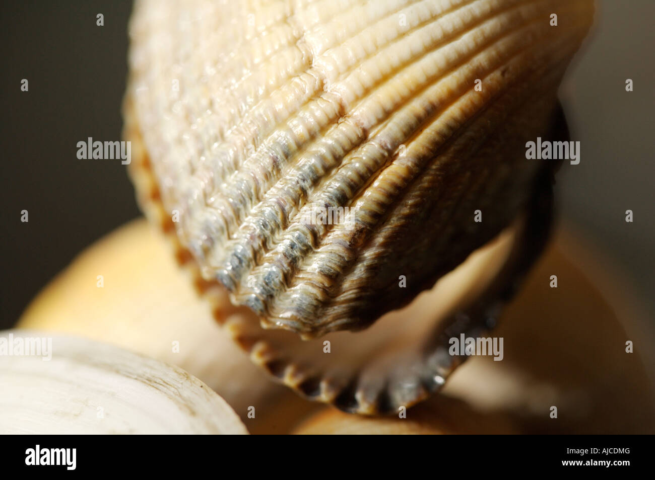 Muscheln mit einer geringen Tiefenschärfe Stockfoto