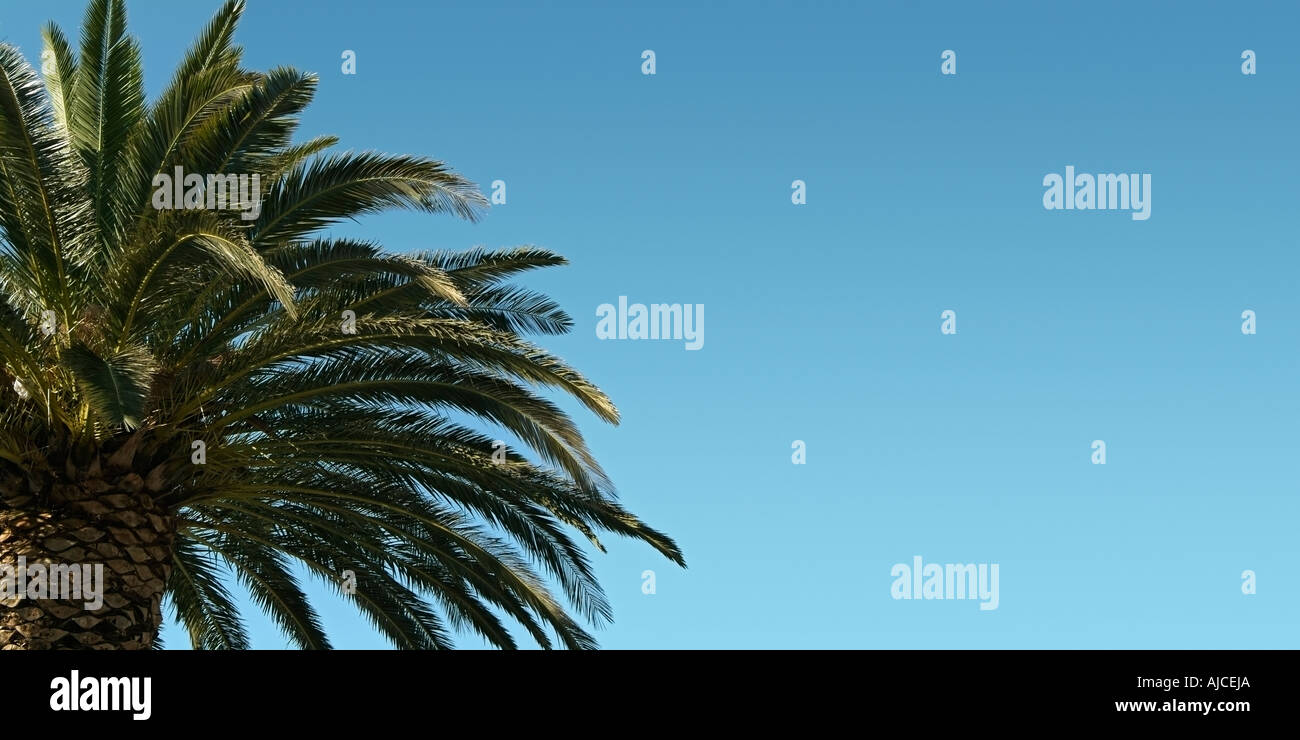 Palme vor blauem Himmel Stockfoto