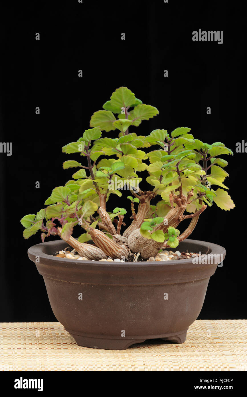 Bonsai Minze, Plectranthus ernstii, eine aromatische sukkulente Pflanze aus Afrika, die oft als ein Indoor bonsai gewachsen Stockfoto