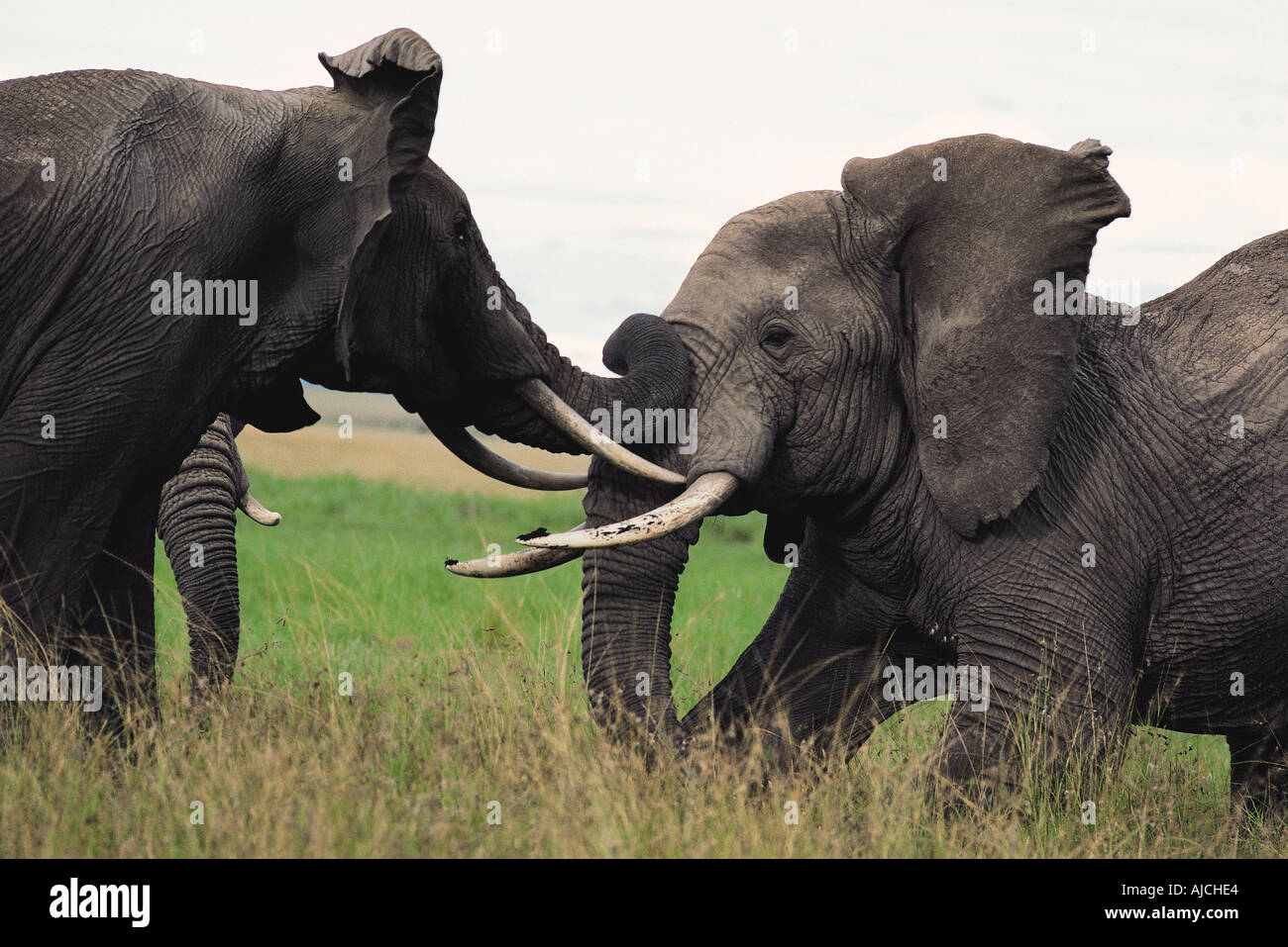 Zwei Reifen männlichen Elefanten kämpfen und einander s Stärke Masai Mara National Reserve Kenia in Ostafrika testen Stockfoto