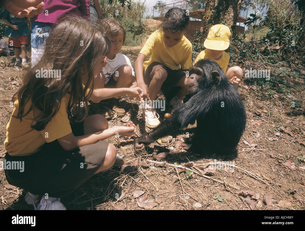 4 junge weiße Mädchen, die Brownies feed eine verwaiste Baby Schimpansen in Entebbe Uganda-Ost-Afrika Stockfoto
