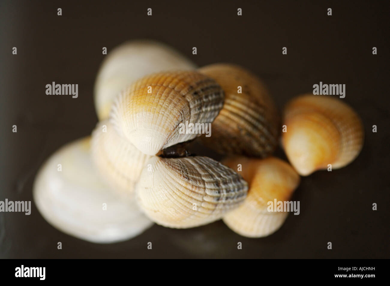 Muscheln mit einer geringen Tiefenschärfe Stockfoto