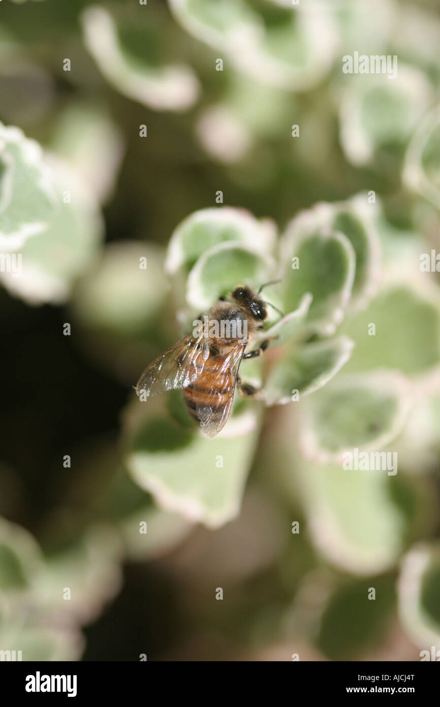 Honigbiene auf Anlage Stockfoto
