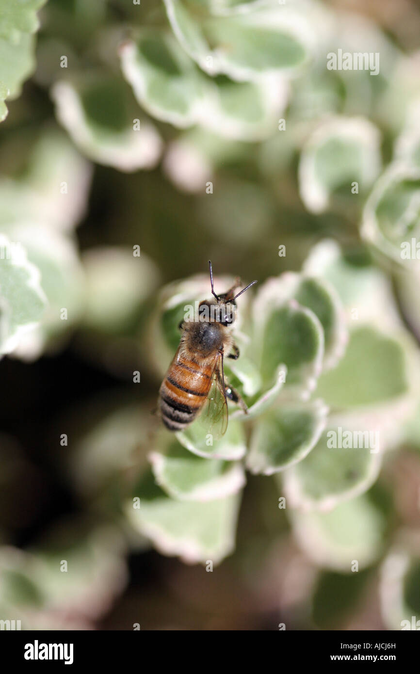 Honigbiene auf Anlage Stockfoto