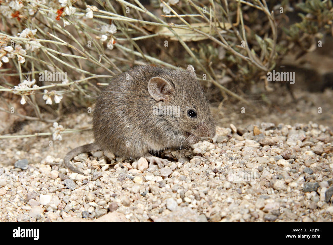 Nördlichen Pygmy Maus Baiomys Taylori in der Nähe von Elgin Arizona USA 14 Oktober Stockfoto