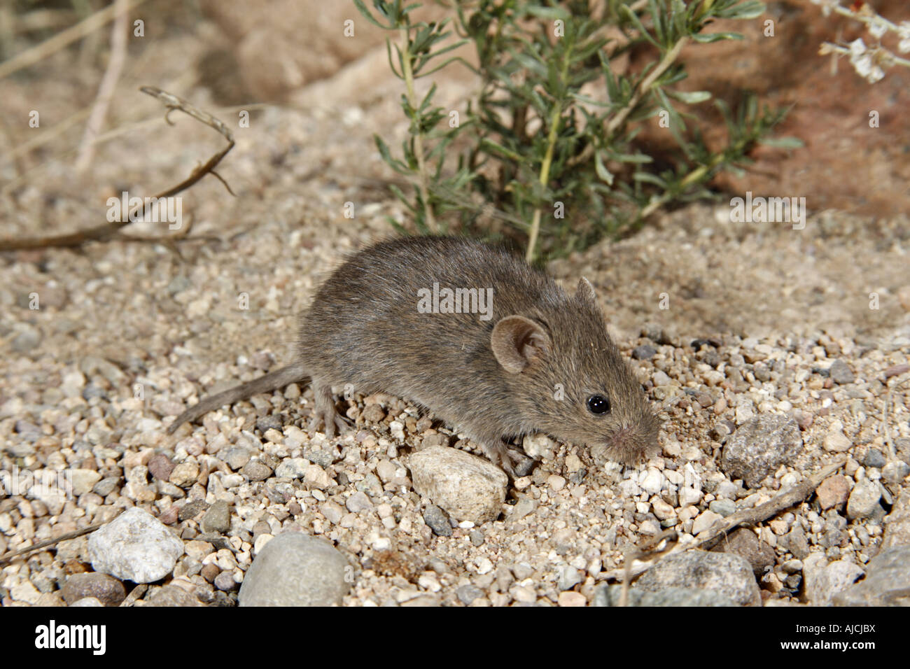 Nördlichen Pygmy Maus Baiomys Taylori in der Nähe von Elgin Arizona USA 14 Oktober Stockfoto