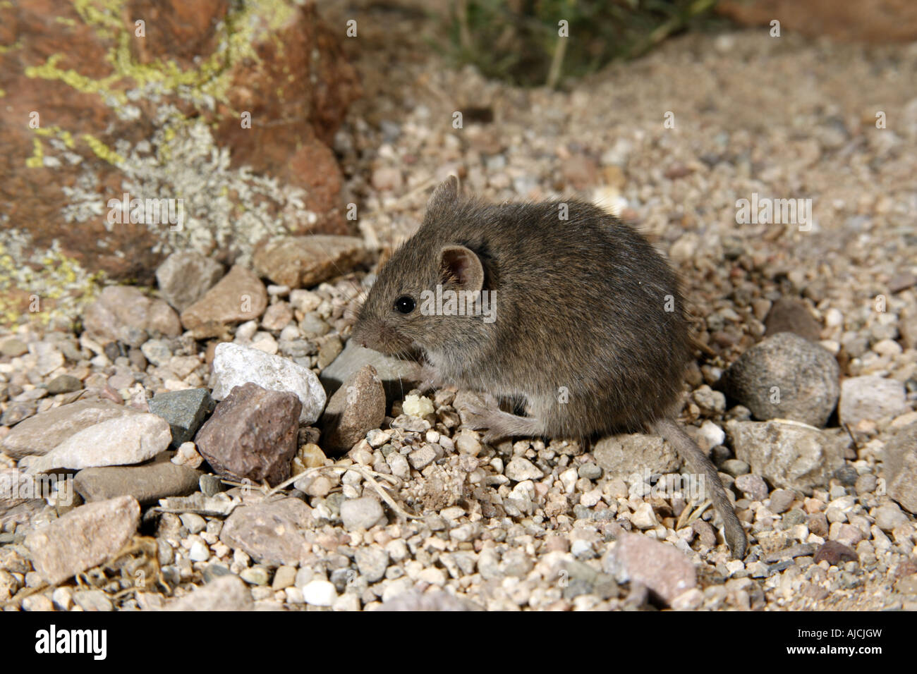 Nördlichen Pygmy Maus Baiomys Taylori in der Nähe von Elgin Arizona USA 14 Oktober Erwachsene Stockfoto