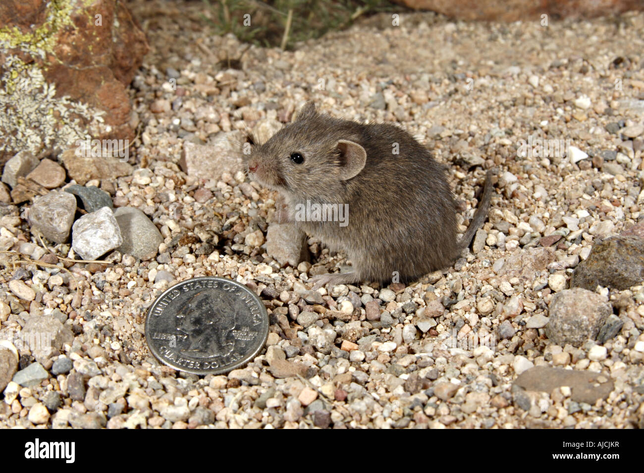 Nördlichen Pygmy Maus Baiomys Taylori in der Nähe von Elgin Arizona USA 14 Oktober Erwachsene Stockfoto