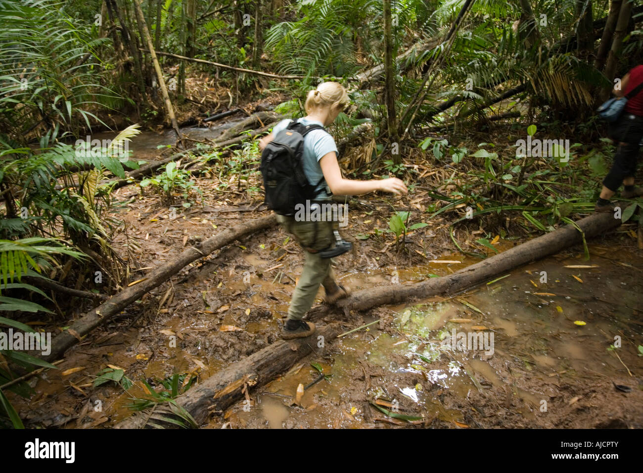 Frau touristischen balancing auf einem Baumstamm auf der Dschungel-Strecke in The Gibbon Experience in der Nähe von Huay Xai in Laos Stockfoto