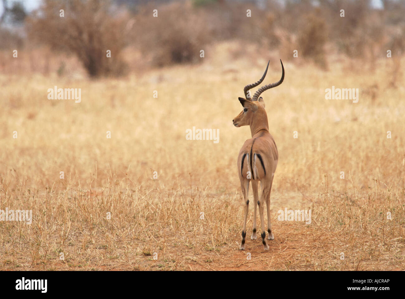 Gazelle und löwe Fotos und Bildmaterial in hoher Auflösung Alamy