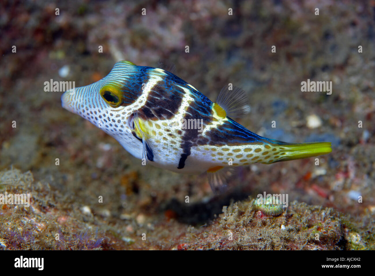 Imitieren Sie Feilenfisch (Paraluteres Prionurus) Nord-Sulawesi, Indonesien Stockfoto