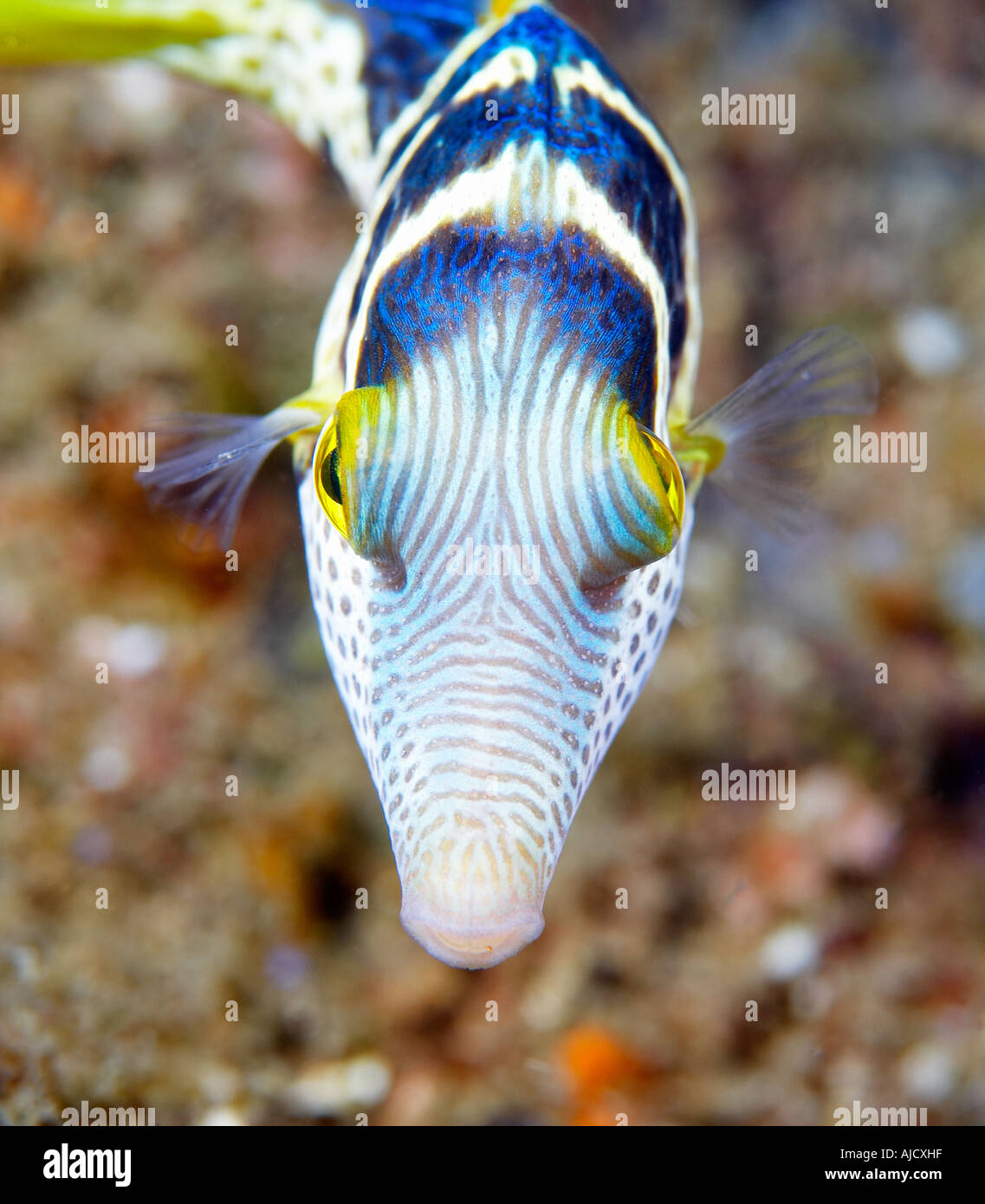 Imitieren Sie Feilenfisch (Paraluteres Prionurus) Nord-Sulawesi, Indonesien Stockfoto