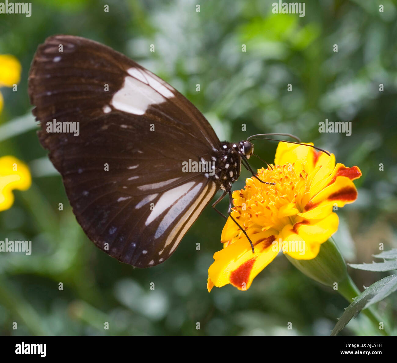 Schmetterling, Landung auf gelbe Blume Stockfoto