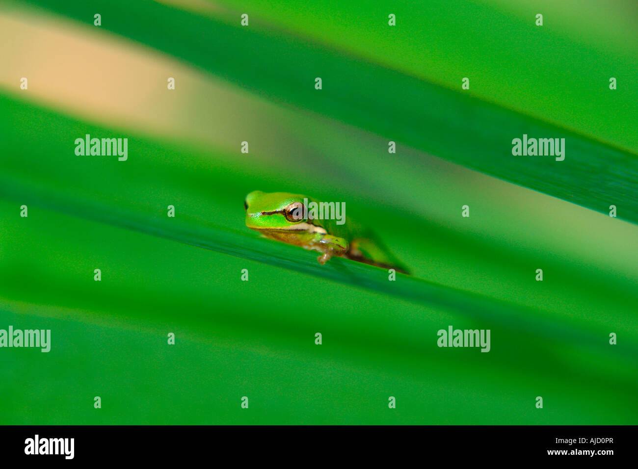 einzelnen östlichen Zwerg Treefrog sitzt auf einem Iris-Stamm Stockfoto