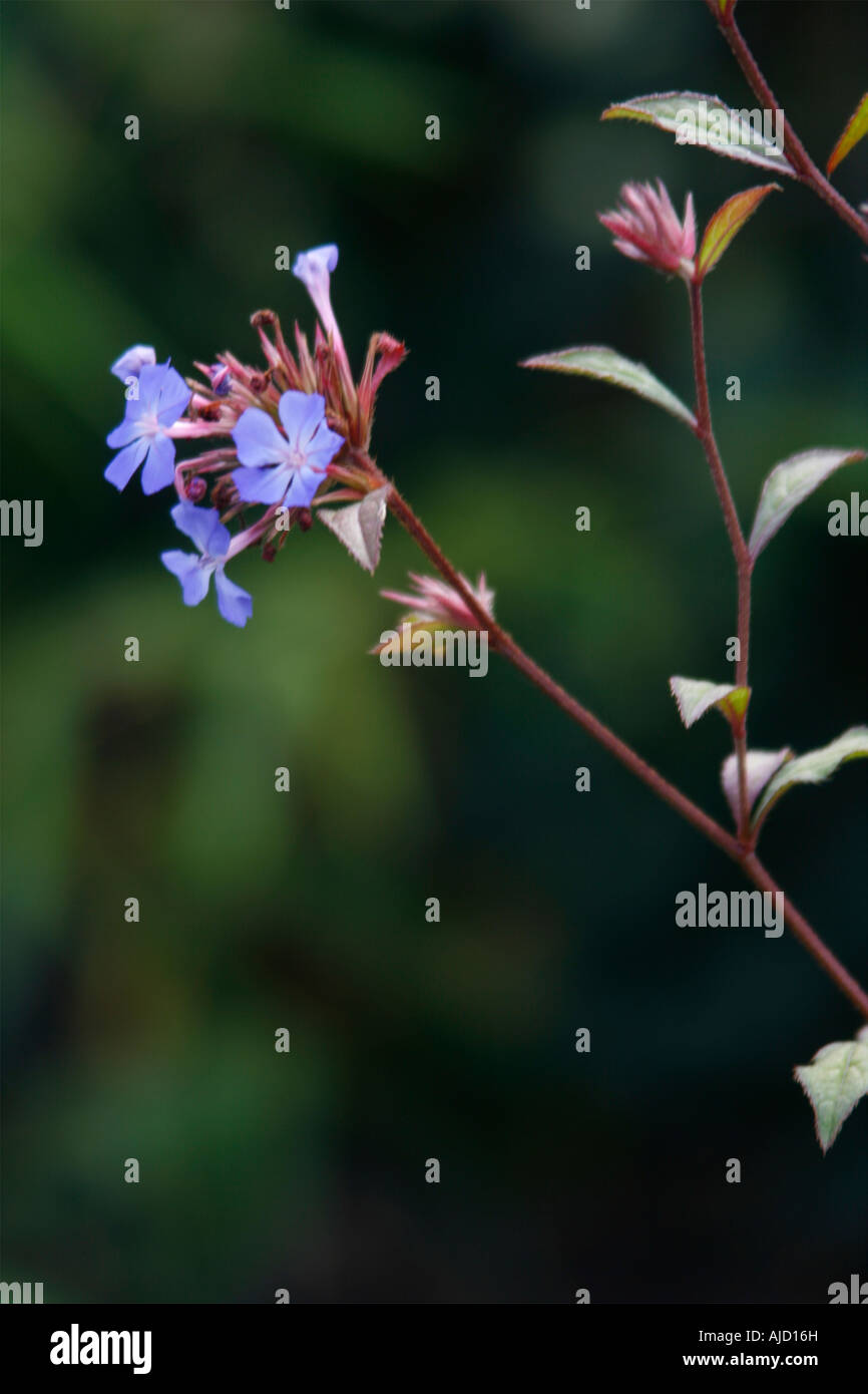 Ceratostigma Plumbaginoides krautige mehrjährige blaue Blumen Stockfoto