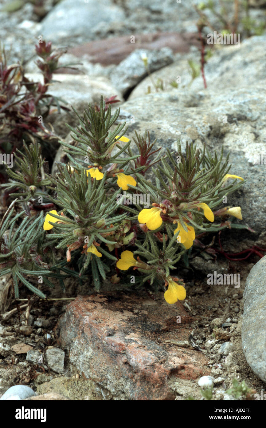 Boden-Kiefer, gelbe Signalhorn (Ajuga Chamaepitys), blühen, Griechenland, Peloponnes Stockfoto