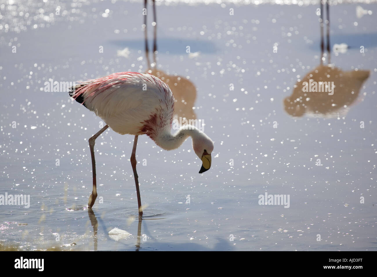 James' Flamingo (Phoenicoparrus Jamesi), auf den Feed, Laguna Colorada, Bolivien Stockfoto