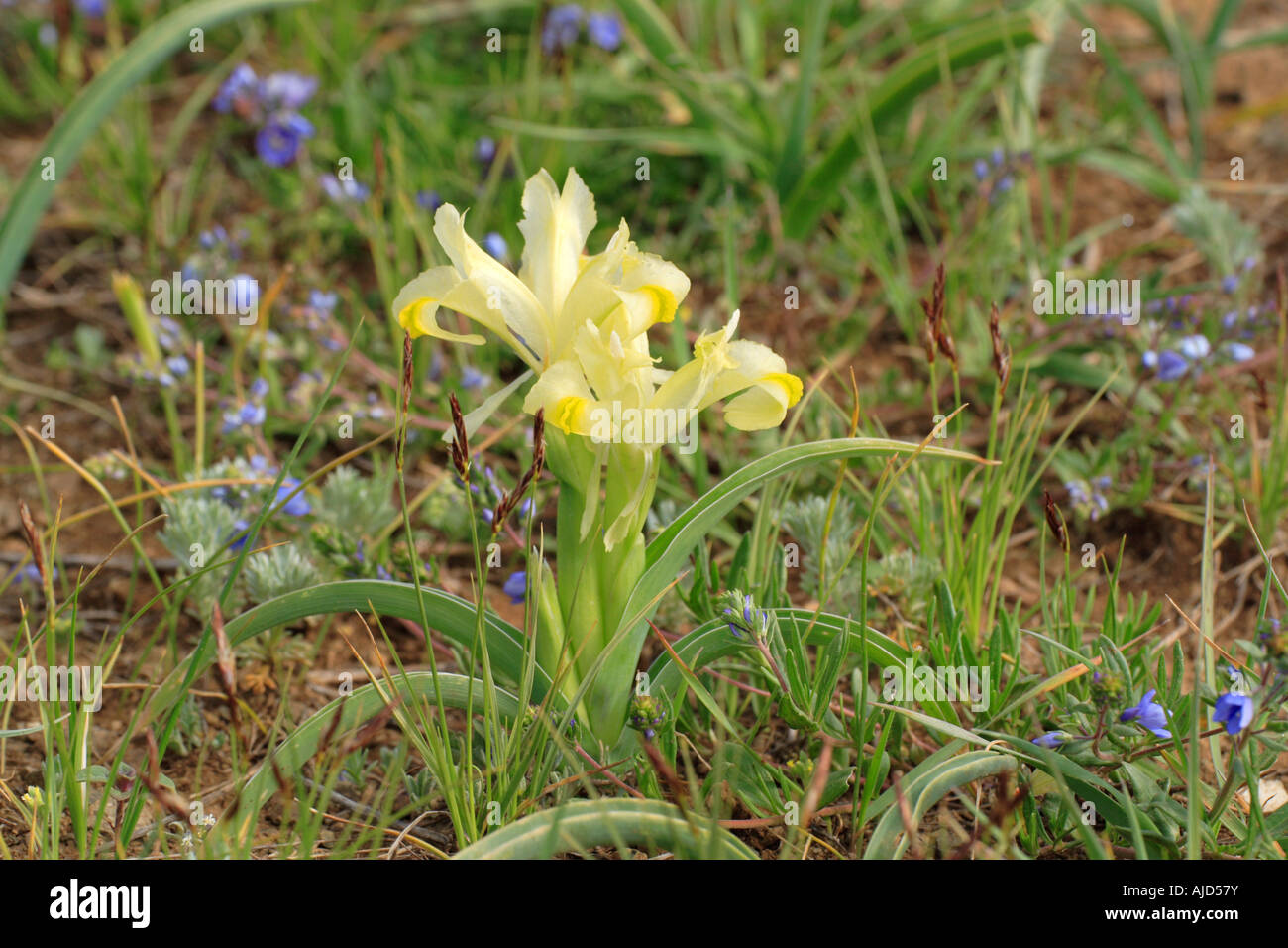 Iris (Iris Caucasica SSP Turcica), am Tenduerek-Pass, Türkei, Ost-Anatolien, Tenduerek-Pass Stockfoto