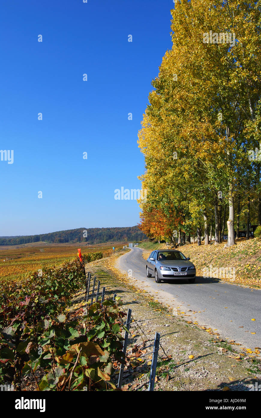 Weinberg im Herbst, Vallee de la Marne, Marne, Champagne-Ardenne, Frankreich Stockfoto