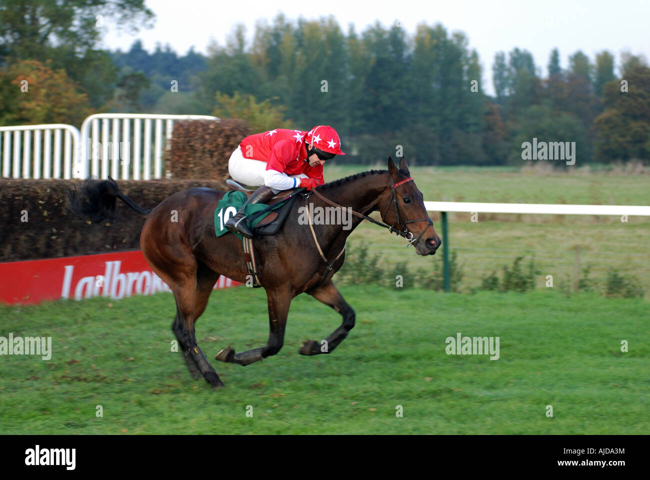 Pferd im Hindernislauf bei Towcester Rennen, Northamptonshire, England, UK Stockfoto