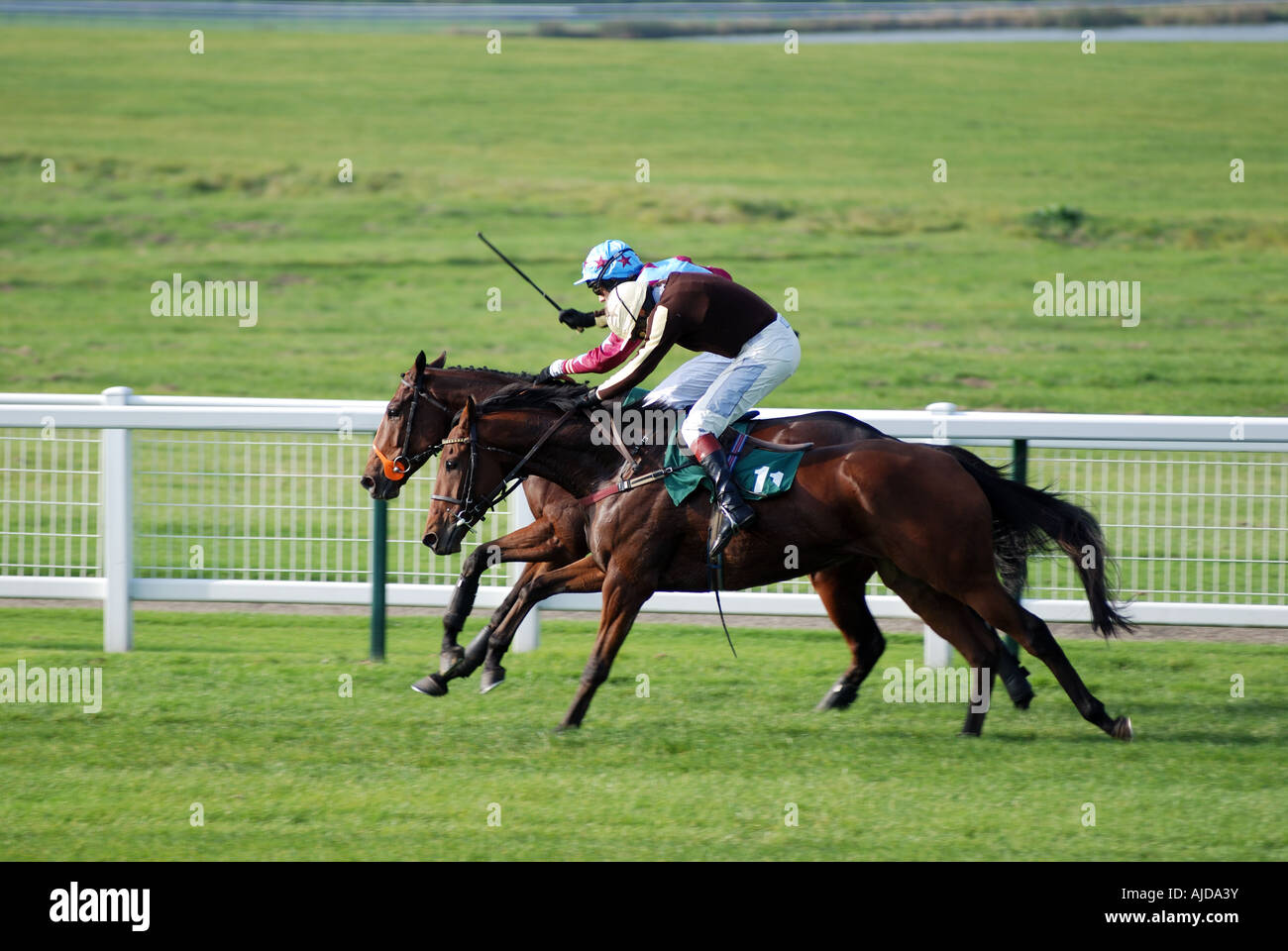 Rennpferde in enger beenden bei Towcester Rennen, Northamptonshire, England, UK Stockfoto