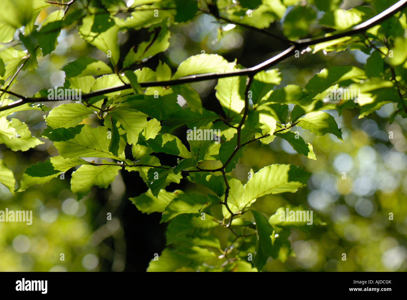 Buche Fagus Sylvatica durchscheinende Licht verlässt im Sommer Stockfoto