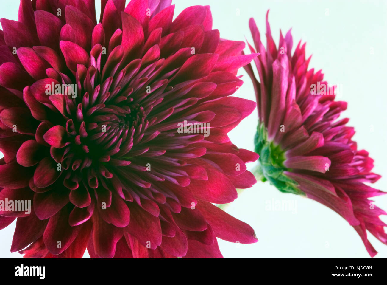 Zwei lila Chrysanthemen-Nahaufnahme Stockfoto