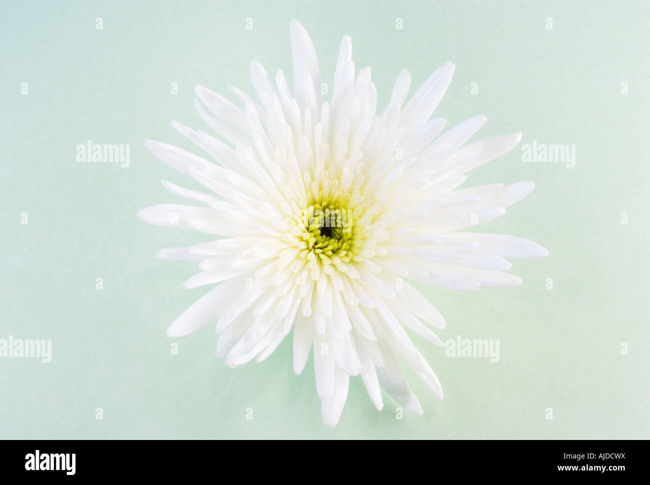Weiße Chrysantheme auf blassen Grün Hintergrund Stockfoto
