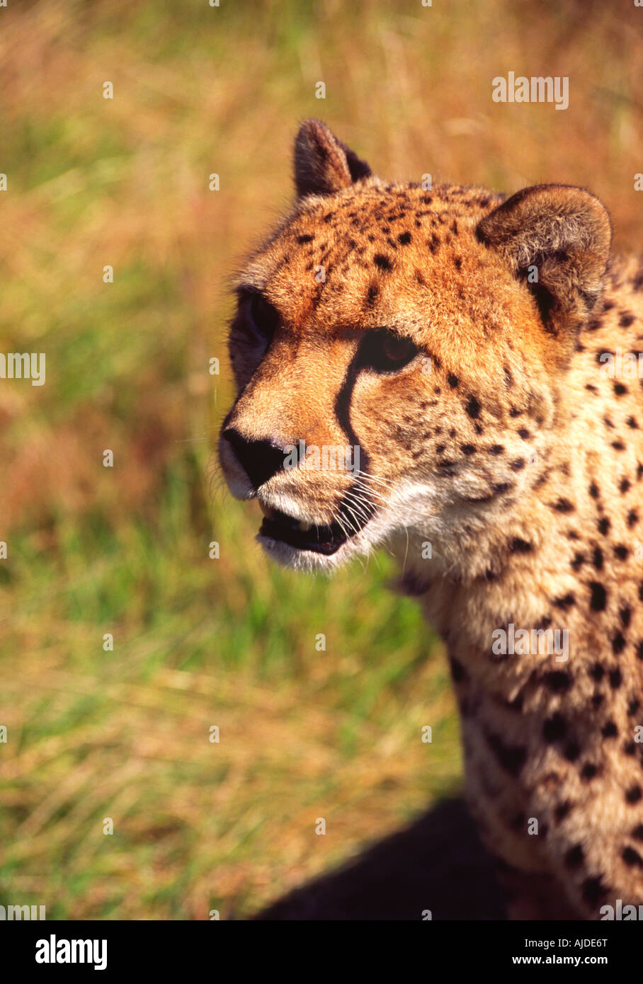 Gefangene Geparden Porträt Stockfoto