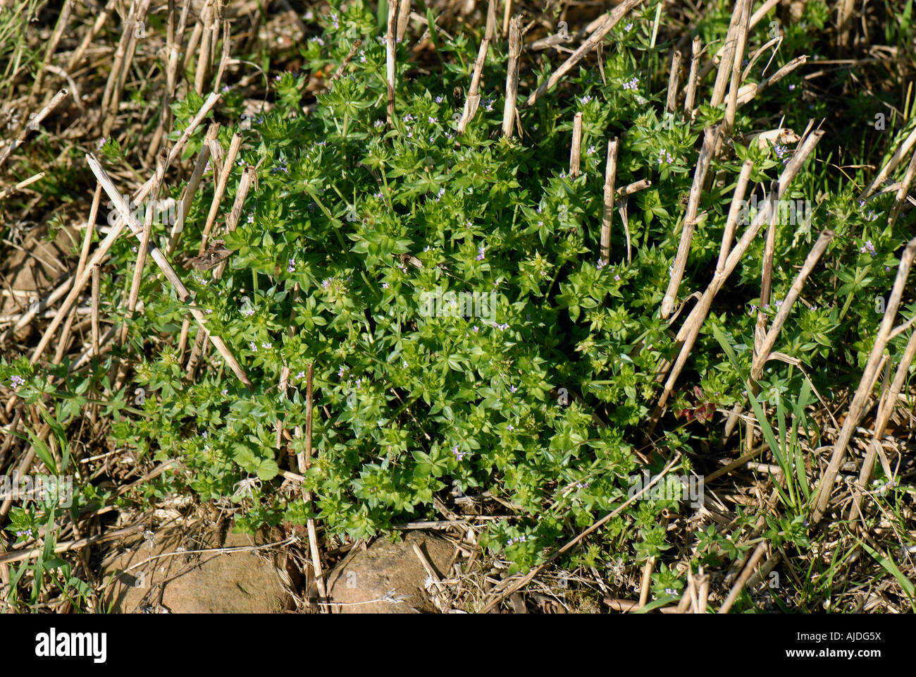 Feld Krapp Sherardia Arvensis Pflanze in Getreidestoppeln blühende Stockfoto