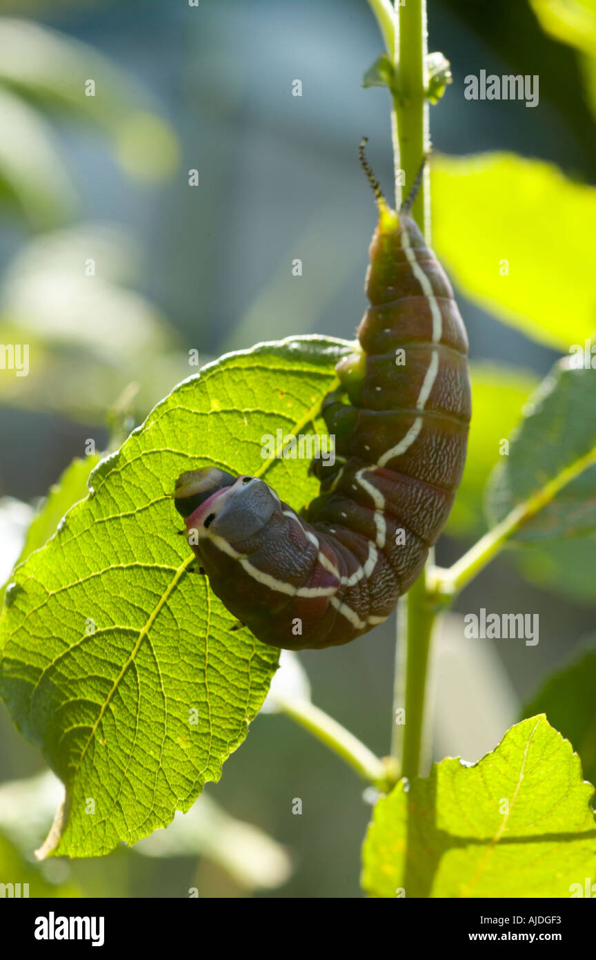 Puss Moth Raupe Fütterung auf Weide Stockfoto Puss Moth Raupe Fütterung auf Weide Stockfoto