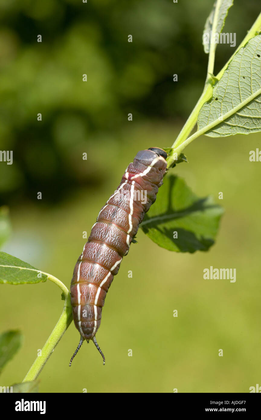 Puss Moth Raupe Fütterung auf Weide Stockfoto Puss Moth Raupe Fütterung auf Weide Stockfoto