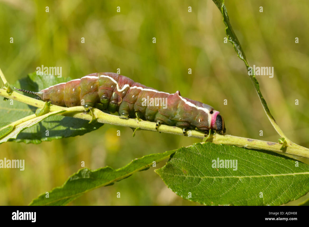 Puss Moth Raupe Fütterung auf Weide Stockfoto Puss Moth Raupe Fütterung auf Weide Stockfoto