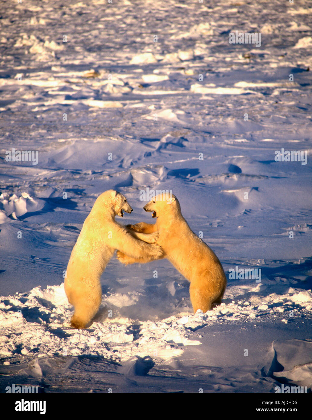 Männliche Eisbär Ursus Maritimus Playfighting Churchill Manitoba Kanada Stockfoto