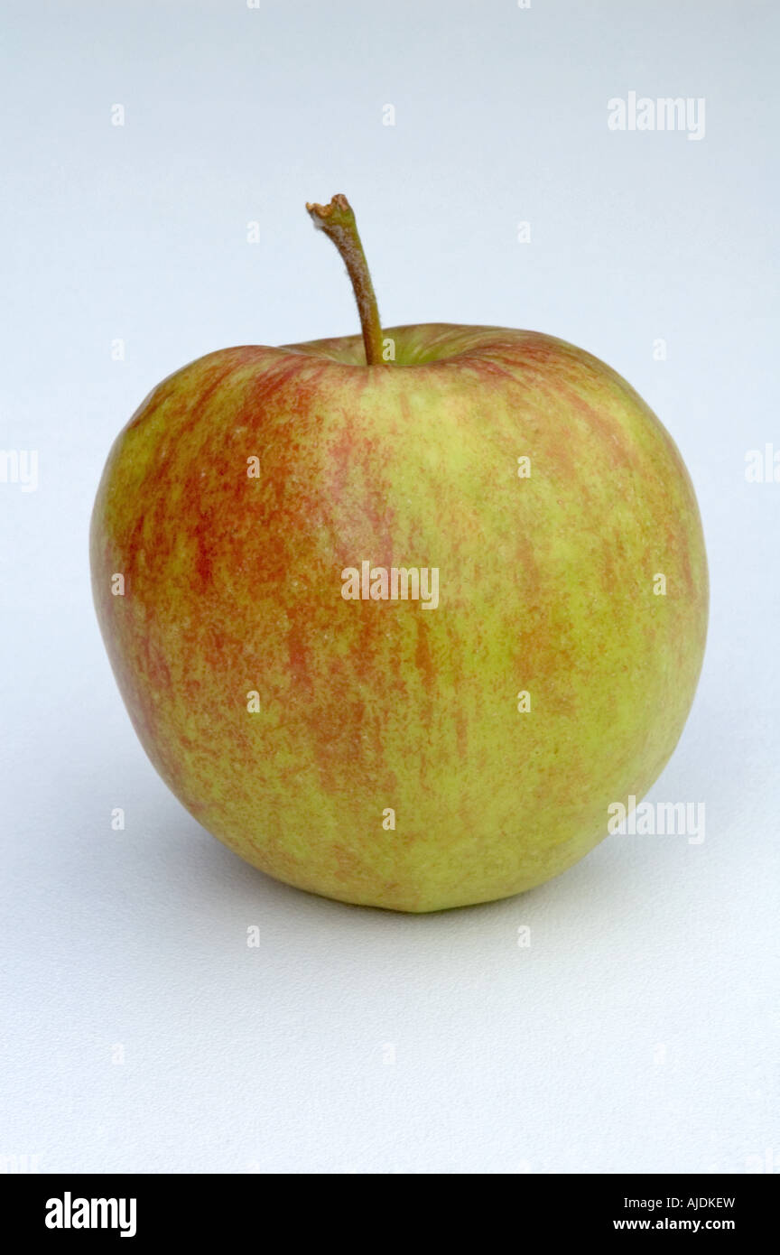Einzelne Jonagored Apfel (Malus Domestica) auf weißem Hintergrund Stockfoto
