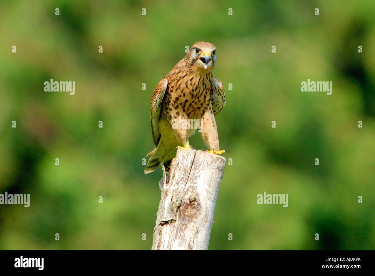 Turmfalken Falco Tinnunculus stehend thront auf einem gesägten Baum Ast direkt in die Kamera schaut Stockfoto