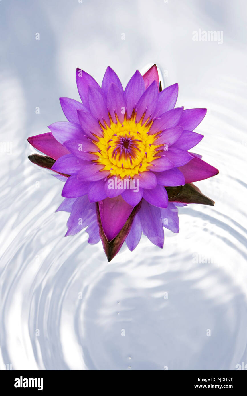 Nymphaea Caerulea. Tropische Seerose Blume auf einem Spiegel im Plätschern des Wassers Stockfoto